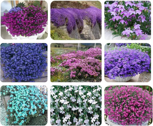 Mix Creeping Thyme Seeds Ground Cover for Planting, Thymus Serpyllum Heirloom Seeds for Rock Gardens, Along Borders, Fences & walkways Ornamental ...