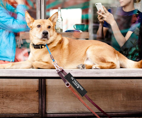 in Training Ignore Black Dog Leash Sleeve Wrap Dog Walking Accessory - Pet Birthday Gift - Gift for Dog Owner and Lover...