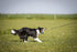 Flirt Pole for Dogs - Safe & Strong for Large Breeds w/Non-Bungee Cord - Spring Pole for Tug of War, Interactive Play & Puppy Training - Heavy-Dut...