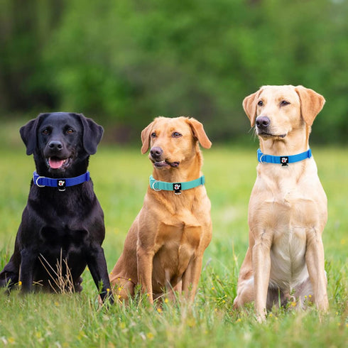 azuza 3 Pack Dog Collars Comfortable and Adjustable Nylon Dog Collars for for Small Dogs, S (11-16inch)?Green, Blue and Royal Blue...