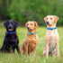 azuza 3 Pack Dog Collars Comfortable and Adjustable Nylon Dog Collars for for Small Dogs, S (11-16inch)?Green, Blue and Royal Blue...