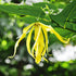Ylang-Ylang Seeds Cananga Odorata Fragrant Evergreen Attracts Butterflies Hummingbirds & Bees Landscape Garden Border Outdoor 5Pcs Tropical Tree S...