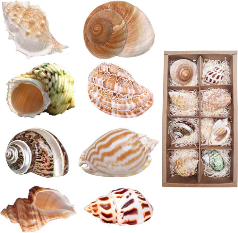8PCS Hermit Crab Shells Medium to Large Growth Turbo Seashells 1"-2" Openning Size Natural Decoration Supplies...