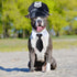 2 Pieces Pet Police Costume Accessory Set Pet Dog Cat Police Hat with Pet Necktie Pet Police Dress Up Kit for Halloween Christmas Cosplay Role Pla...