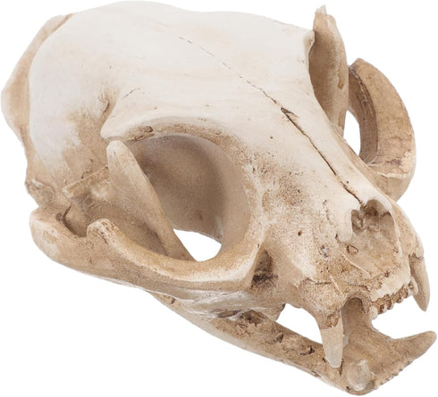 Amosfun Halloween Animal Scary Skeleton Props Resin Cat Skull Model Figurine Aquarium Fish Tank Landscape Decorations...