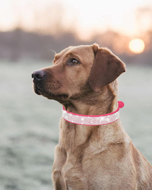 Dog Collar for Small Medium Large Dogs?Small Dog Collar for Female Dogs, Bling Girl Dog Collars, Pink Dog Collar, Rhinestone Puppy Collars (L, Bla...