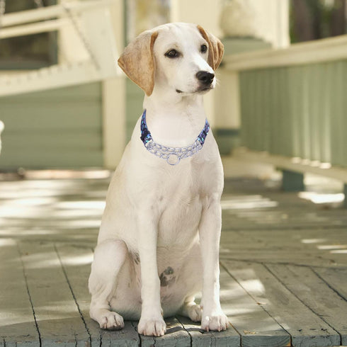 Martingale Dog Collar with Stainless Steel Chain - Limited Chain Cinch Training Collar for No Pull Training Dog - Flower Multicolor Cute Patterns ...