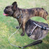 4/6FT Cable Slip Lead Dog Leash, Chew Proof Steel Wire Dog Leash with Reflective Soft Nylon Handle for Teething Puppies Small Medium Dogs Training...