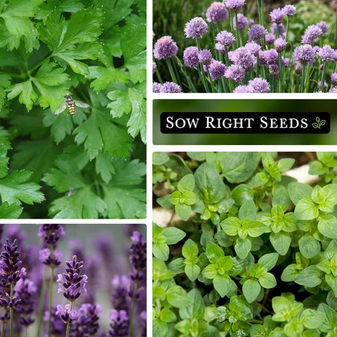 Sow Right Seeds - Large Herb Garden Seed Collection for Planting - Basil, Chives, Parsley, Lavender, Oregano, Dill, Lemon Balm, Chamomile & Thyme ...