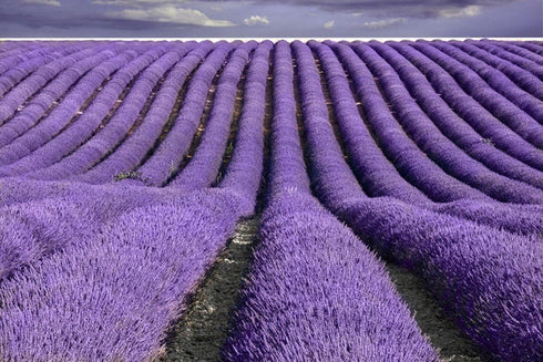 TooGet Fragrant Lavender Buds Natural Dried Flowers Wholesale, Ultra Blue Grade - 1 Pound...
