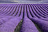 TooGet Fragrant Lavender Buds Natural Dried Flowers Wholesale, Ultra Blue Grade - 1 Pound...