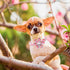 Lionheart glory Dog Collar with Flower Pink Peach Dog Collar Girl Soft Durable Adjustable Collar Flower Spring Collar Dog Bow for Small dogs...