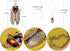 Alilang Big Antique Golden Tone Orange Amber Vintage Insect Cicada Beetle Bug Chain Pendant Necklace...
