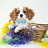 Dog Collar Easter Gift with Bow Tie, Rabbit Egg male Dog Collar with Safety Metal Buckle Adjustable Puppy Collars for Small Medium Large Boy & Gir...