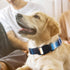 Dog Collars for Large Dogs with Cute Blue Stripes Design for Boys Dog, Adjustable Soft Pet Collar for XS Small Medium Large Dogs (XL)...