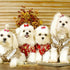 100pcs Pet Dog Bows, Bulk Dog Hair Accessories Bows with Rubber Bands 1.37x0.98 inch, Handmade Yorkie Dog Hair Grooming Small Size Bows, Mix Puppy...