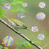 36 Pcs Anti-Collision Window Decals, Rainbow Stickers Circle Window Clings -to Save Birds from Window Collisions,Non Adhesive Prismatic Vinyl Wind...