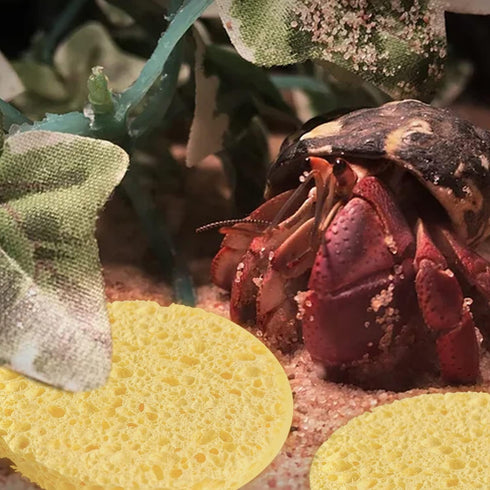 20 Pieces Hermit Crab Sponges,Real Pets Crab Sea Sponges in Yellow,Provide Nutrients Crab Sponges,Hermit Crab Water Dish Sea Sponge,for Pet Hermit...