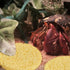 20 Pieces Hermit Crab Sponges,Real Pets Crab Sea Sponges in Yellow,Provide Nutrients Crab Sponges,Hermit Crab Water Dish Sea Sponge,for Pet Hermit...