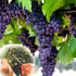 Chikamasa B-500SL Stainless Steel Grape Care Shears L-Shaped...