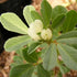 CHUXAY GARDEN Trigonella Foenum Seed 50 Seeds Annual Herb Plant Culinary Spice Flavoring Agent Evergreen Seasoning Culinary Plants...