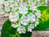 Mini Flowers Mulberry Paper Artificial Craft Scrapbook Wedding Supply Accessory DIY. Small Flower Bouquets, Greeting Cards Decorations. (White)...
