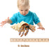 Gemini&Genius Sea Animal Hermit Crab Action Figure Toy for Kids, Soft Rubber Realistic Ocean Crab Educational and Role Play Toys for Kids and Coll...
