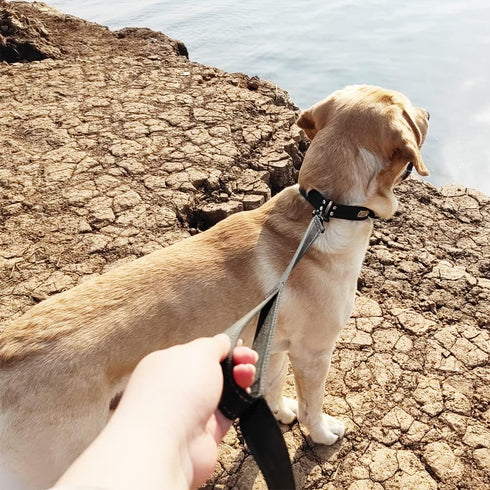 10FT Traffic Leash with 2 Handle Dog Leash Reflective, Easy Control Training Walking Nylon Two-Double Handle Dog Leash for Large Medium dogs and P...