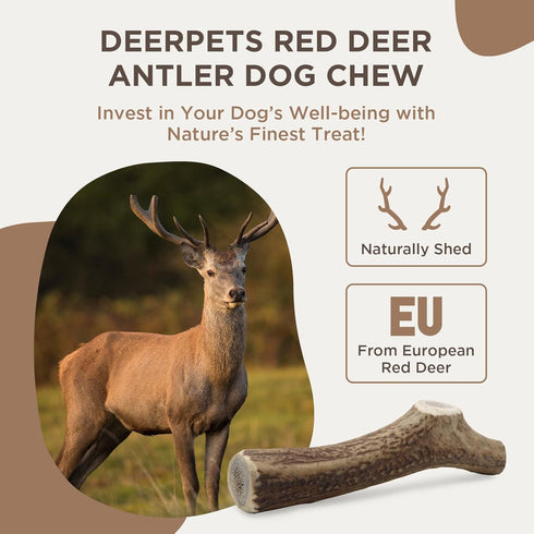 Premium Red Deer Antler Dog Chew, 4-8 inch Naturally Shed Antlers for Dogs, Aggressive Chewers & Puppies, No Messy No Oder Healthy Treat! - 1 Coun...