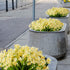 6 Bundles Artificial Daffodils Flowers, Fake Artificial Greenery UV Resistant No Fade Faux Plastic Plants for Wedding Bridle Bouquet Outdoor Home ...