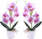 XONOR Artificial Orchid Flowers, 2 Pieces Potted Fake Orchids with Plastic Vase for Table Centerpiece Home Decor Office Wedding Party Decoration...