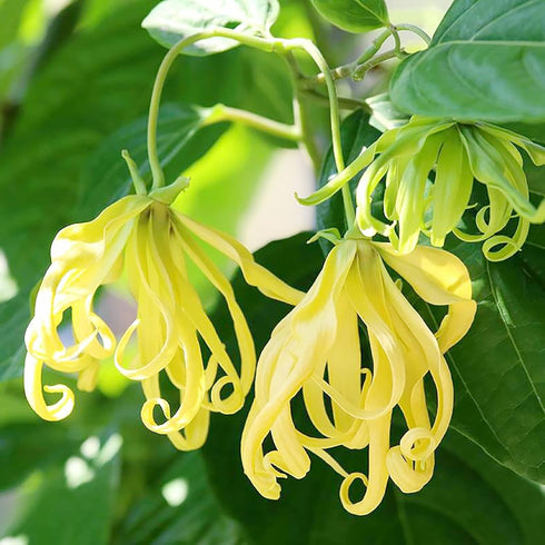 Ylang-Ylang Seeds Cananga Odorata Fragrant Evergreen Attracts Butterflies Hummingbirds & Bees Landscape Garden Border Outdoor 5Pcs Tropical Tree S...