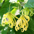Ylang-Ylang Seeds Cananga Odorata Fragrant Evergreen Attracts Butterflies Hummingbirds & Bees Landscape Garden Border Outdoor 5Pcs Tropical Tree S...