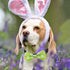 PET SHOW 10pcs Easter Day Small Dog Bow Ties for Medium Dogs Puppies Rabbit Cat Detachable Bowties with Elastic Bands Attach to Collar Pet Groomin...