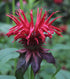 Wild Bergamot Petals – Pure, Dried, Natural Scarlet Beebalm Petals (Monarda Didyma) - Net Weight: 0.1oz/3g - Edible, Extremely Rare - Beautiful Ey...