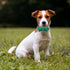St.Patrick's Day Clover Dog Collars with Bow Tie,Black Clover Soft Cotton with Safety Metal Buckle Adjustable Puppy Collars for Large Boy & Girl D...