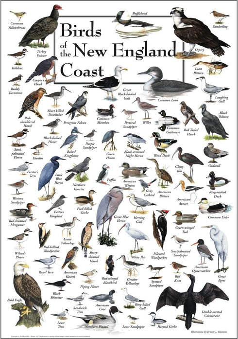 Earth Sky + Water Poster - Birds of New England Coast...
