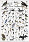 Earth Sky + Water Poster - Birds of New England Coast...