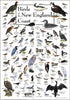 Earth Sky + Water Poster - Birds of New England Coast...