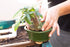 Glazed Ceramic Bonsai Pot - Decorative Planter for Dwarf Trees, Succulents, and Small Plants - Perfect for Indoor and Outdoor Gardens, Table Cente...