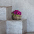 Elly Décor Plastic Cantera Planter 10x5 in. Pot Cantera Design Decorative for Indoor and Outdoors Plants Round Flower Pot White cantera...
