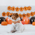 Elegant little tail Dog Collar, Fall Dog Collar Pumpkin Holiday Pet Collar Dog Halloween Dog Bow Collar Pet Durable Adjustable Girl Boy Dog Collar...