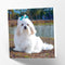 Maturi Lhasa Apso Dog Photographic Blank Birthday Greetings Card, 6” x 6” Square...