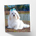 Maturi Lhasa Apso Dog Photographic Blank Birthday Greetings Card, 6” x 6” Square...
