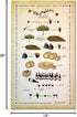 Laugh Lines Wine Math Wall Art Print Alcohol, Bar, Kitchen Wall Decor Wine theme, Dining Room, Home, Office, Apartment Wall Decor - Unframed, Fram...
