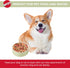 SPOT by Ethical Products - Heavy Ceramic High Gloss Dog Bowl Cat Bowl Durable Dog Food and Water Pet Dish - Dishwasher Safe – Trending Styles - SP...