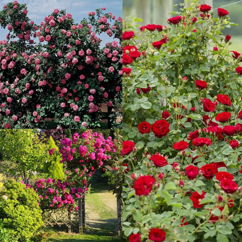 250+ Mix Climbing Roses Flowers Seeds -Rose Bushes Vine Climber Rose Seeds for Planting Outdoors-High Germination Rate Ornamental Your Garden...
