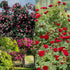 250+ Mix Climbing Roses Flowers Seeds -Rose Bushes Vine Climber Rose Seeds for Planting Outdoors-High Germination Rate Ornamental Your Garden...