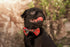 Dashin' Dogz Large Blue Bowtie Dog Collar with Detachable Bow Tie for Girl or Boy Dogs Comfortable Plaid Pattern, Fully Adjustable, Great Pet Gift...
