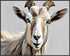 Posterizer 1 pcs- Beautiful Beige Wild Goat-Art for Animal Lovers- Living Room Bedroom Decor- unframed wall art...